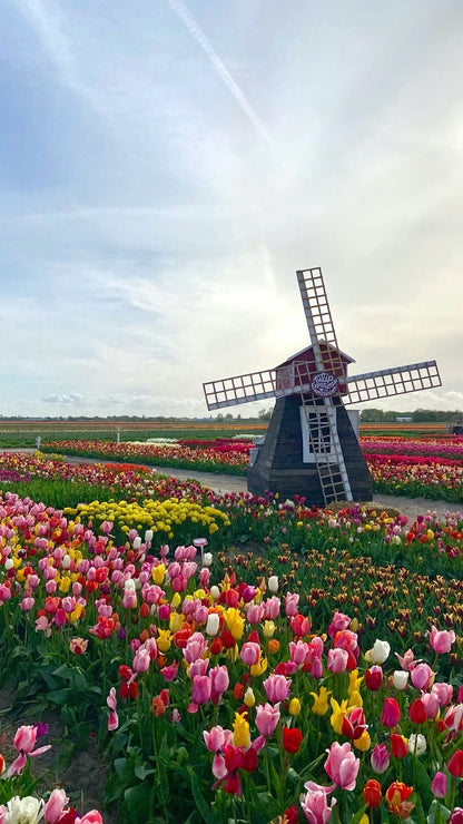 🇳🇱 🇧🇪 The Tulip Journey – Netherlands & Belgium – 9 Days / 8 Nights – From 17 April To 25 April